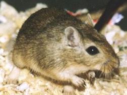 A gerbil (cute)